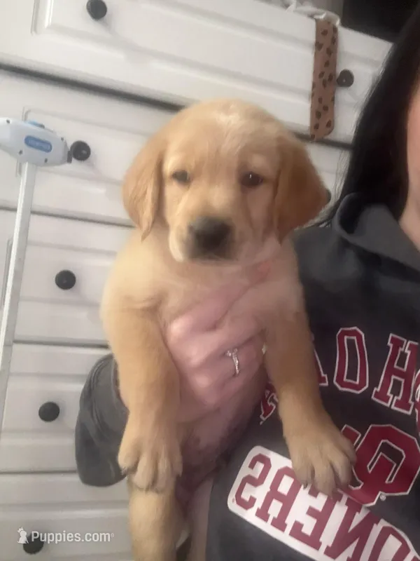 Boy #2 – Goldador puppy for sale in Checotah, OK