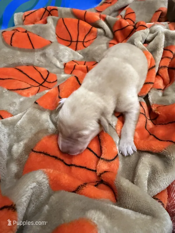 Boy #2 – Goldador puppy for sale in Checotah, OK