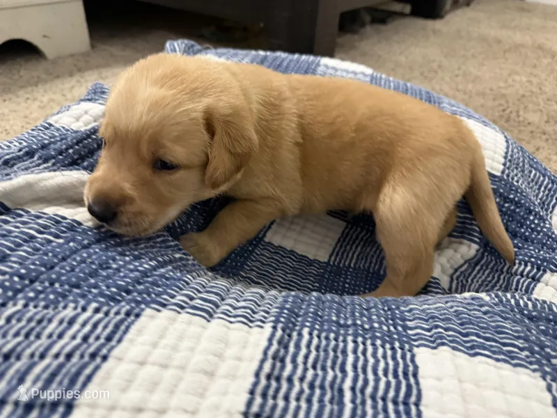 Boy #2 – Goldador puppy for sale in Checotah, OK