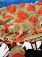 Boy #1, a male Goldador for sale in Checotah, OK – Photo 4 of 4