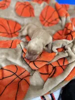 Boy #1, a male Goldador for sale in Checotah, OK – Photo 3 of 4