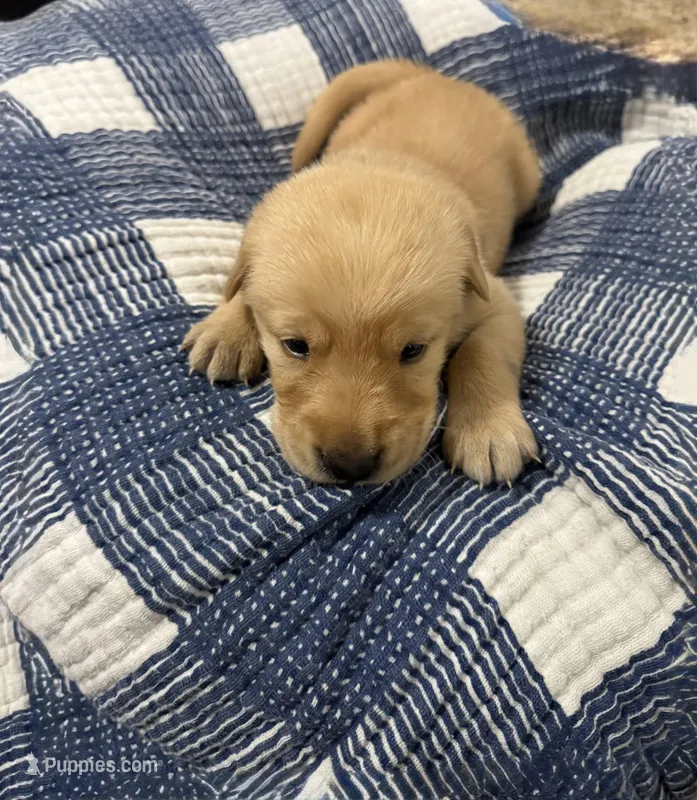 Boy #1 – Goldador puppy for sale in Checotah, OK