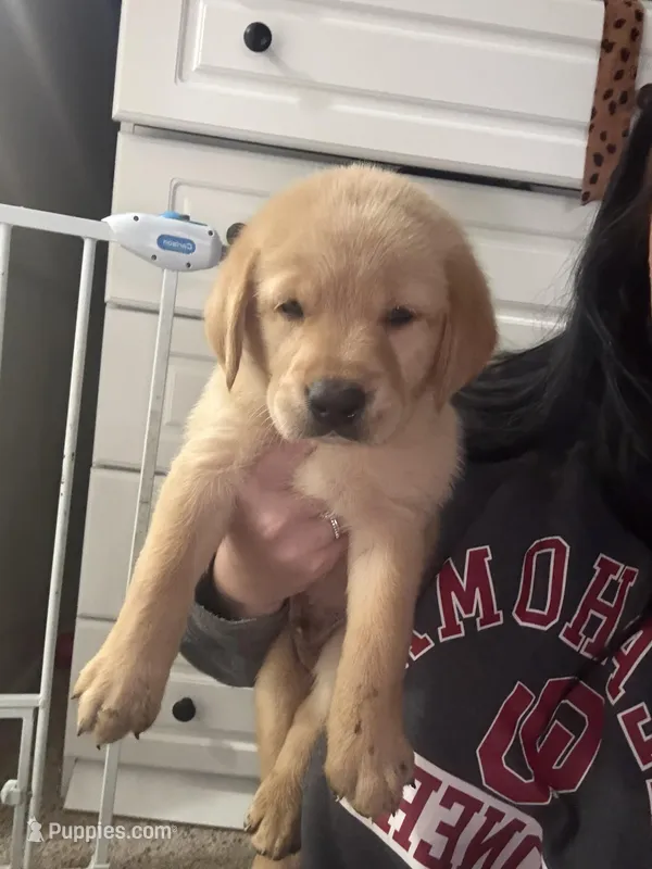 Boy #1 – Goldador puppy for sale in Checotah, OK