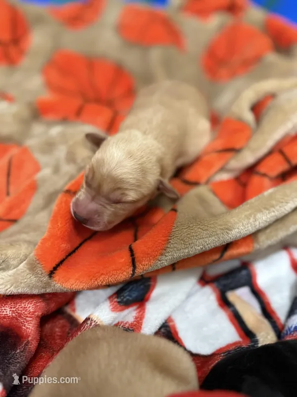 Boy #1 – Goldador puppy for sale in Checotah, OK