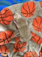 Boy #1, a male Goldador for sale in Checotah, OK – Photo 2 of 4