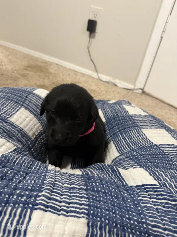 Girl #3 – Goldador puppy for sale in Checotah, OK