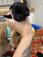 Girl #3, a female Goldador for sale in Checotah, OK – Photo 3 of 3