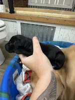 Girl #3, a female Goldador for sale in Checotah, OK – Photo 2 of 3