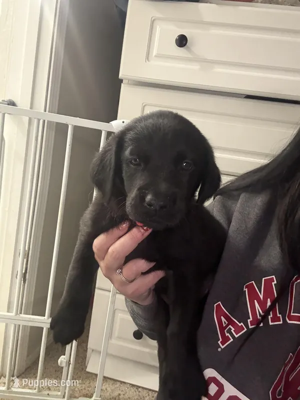 Girl #3 – Goldador puppy for sale in Checotah, OK