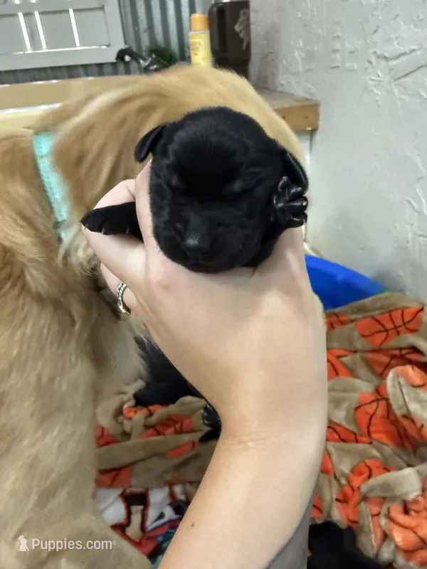 Girl #3 – Goldador puppy for sale in Checotah, OK