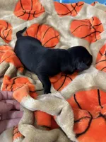 Boy #5, a male Goldador for sale in Checotah, OK – Photo 5 of 5