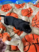 Boy #5, a male Goldador for sale in Checotah, OK – Photo 4 of 5