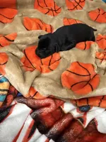 Boy #5, a male Goldador for sale in Checotah, OK – Photo 2 of 5