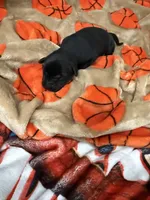 Boy #5, a male Goldador for sale in Checotah, OK – Photo 3 of 5