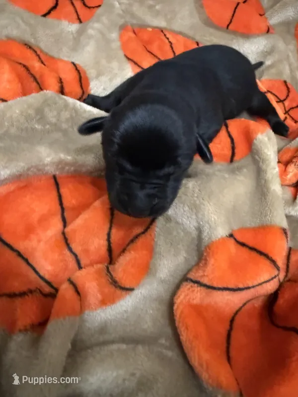 Boy #5 – Goldador puppy for sale in Checotah, OK