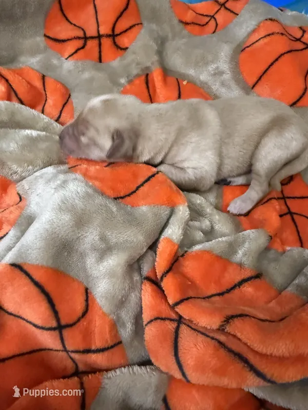 Boy #3 – Goldador puppy for sale in Checotah, OK