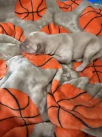 Boy #3, a male Goldador for sale in Checotah, OK – Photo 1 of 3