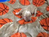 Boy #3, a male Goldador for sale in Checotah, OK – Photo 2 of 3