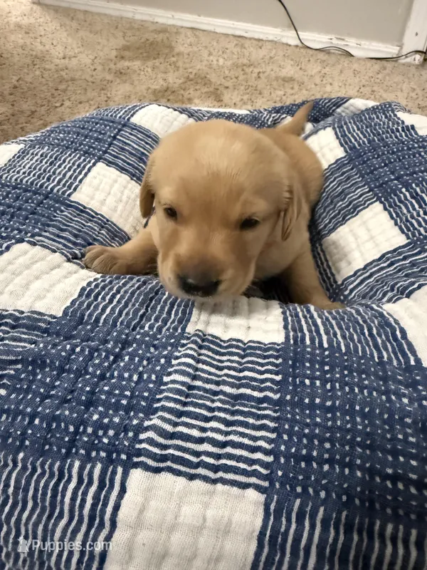 Boy #3 – Goldador puppy for sale in Checotah, OK