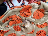 Boy #3, a male Goldador for sale in Checotah, OK – Photo 3 of 3