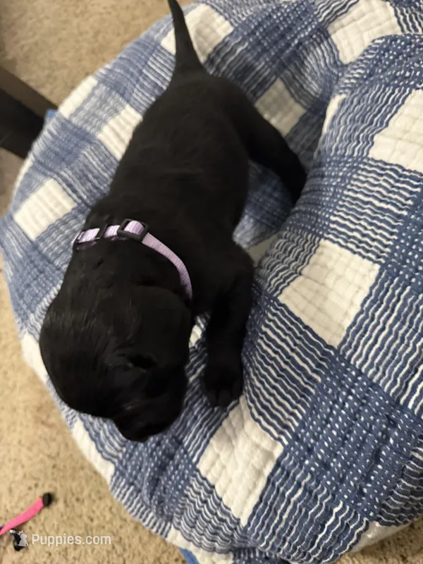Girl #1 – Goldador puppy for sale in Checotah, OK