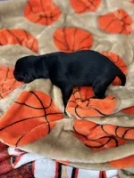 Girl #1, a female Goldador for sale in Checotah, OK – Photo 2 of 3