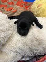 Girl #1, a female Goldador for sale in Checotah, OK – Photo 3 of 3