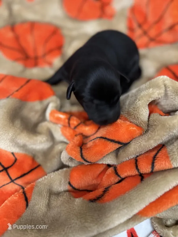 Girl #1 – Goldador puppy for sale in Checotah, OK