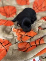 Girl #1, a female Goldador for sale in Checotah, OK – Photo 1 of 3