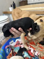 Girl #2, a female Goldador for sale in Checotah, OK – Photo 4 of 4
