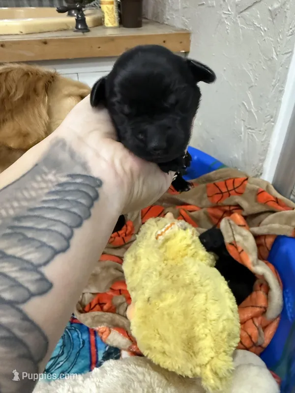 Girl #2 – Goldador puppy for sale in Checotah, OK