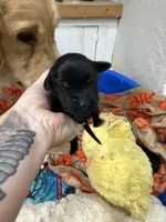 Girl #2, a female Goldador for sale in Checotah, OK – Photo 2 of 4