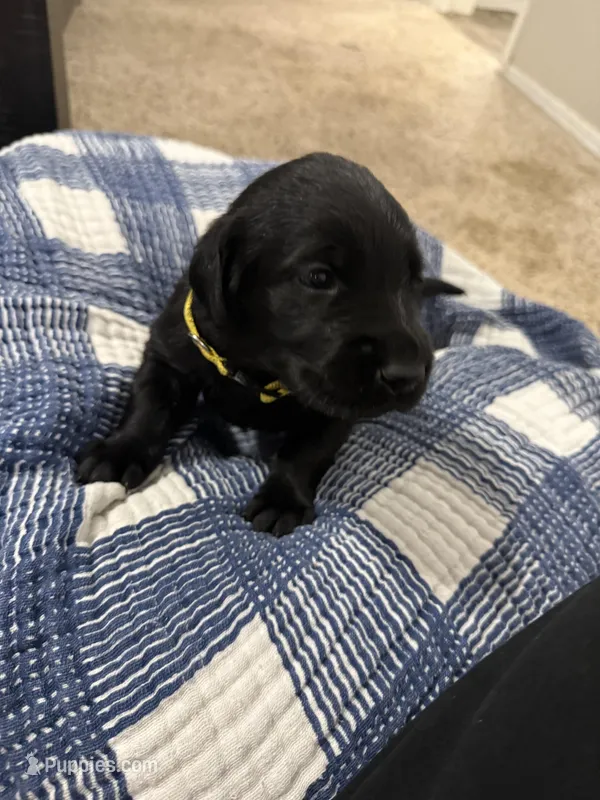 Girl #2 – Goldador puppy for sale in Checotah, OK