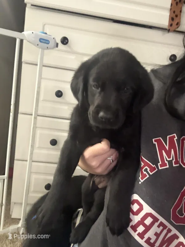 Girl #2 – Goldador puppy for sale in Checotah, OK