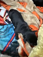 Girl #2, a female Goldador for sale in Checotah, OK – Photo 3 of 4