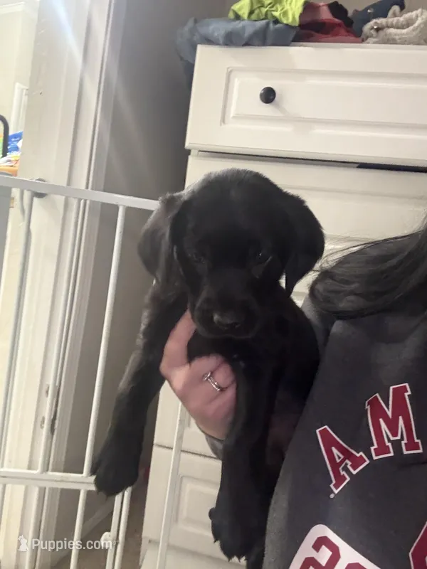 Girl #4 – Goldador puppy for sale in Checotah, OK