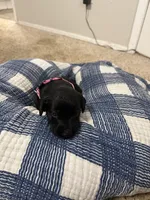 Girl #4, a female Goldador for sale in Checotah, OK – Photo 2 of 3