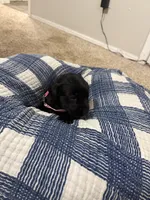 Girl #4, a female Goldador for sale in Checotah, OK – Photo 3 of 3