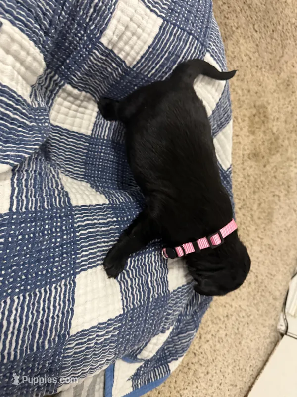 Girl #4 – Goldador puppy for sale in Checotah, OK