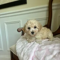 Rose , a female Maltipoo for sale in Mokena, IL – 2 of 2