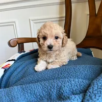 Birch , a male Maltipoo for sale in Mokena, IL – 3 of 3