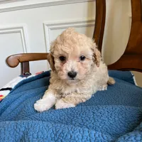Birch , a male Maltipoo for sale in Mokena, IL – 2 of 3