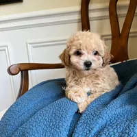 Maple , a male Maltipoo for sale in Mokena, IL – 2 of 2