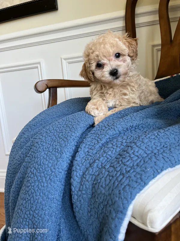 Maple  – Maltipoo puppy for sale in Mokena, IL