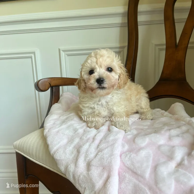 Rose  – Maltipoo puppy for sale in Mokena, IL