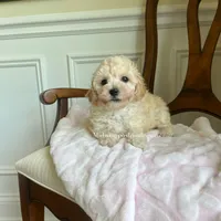 Rose , a female Maltipoo for sale in Mokena, IL – 1 of 2