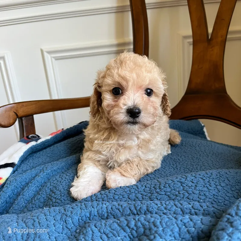 Birch  – Maltipoo puppy for sale in Mokena, IL