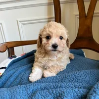 Birch , a male Maltipoo for sale in Mokena, IL – 1 of 3