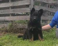 Brown collar female , a female German Shepherd Dog for sale in Couch, MO – 2 of 6