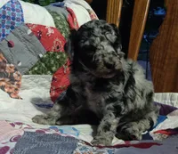 Merle Girl #2, a female Poodle - Standard  for sale in Couch, MO – 8 of 9